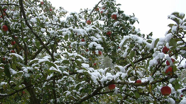 Die Früchte dieses Apfelbaums sind vom Schnee bedeckt. Foto: Hans Franz