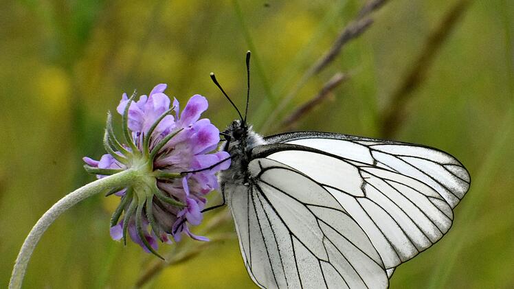Bamberg: Besondere Schmetterlingsarten gefunden - Altenburgh&auml;nge gelten als Hotspot