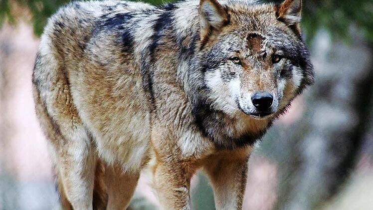 Noch haben die Wölfe die Rhön nicht entdeckt. Aber das kann jeden Tag passieren. Foto: Armin Weigel/dpa
