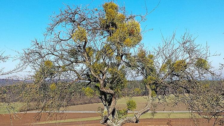Hier sollte unbedingt eine Kronenpflege erfolgen, da der starke Befall mit Misteln den alten, ungepflegten Obstbaum schädigt und zur Verbreitung der Misteln beiträgt.