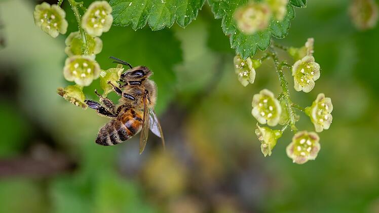 Bienen haben viele kleine Haare und sind eher bräunlich als gelb.