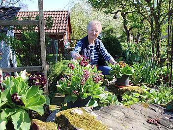 Verliebt in die Aurikelvielfalt: Christa Reitzle mit einem Teil ihrer Sammlung. Fotos: Dagmar Besand