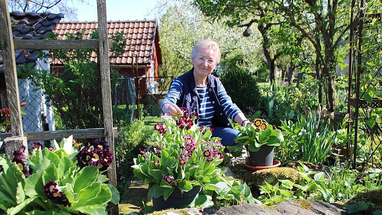 Verliebt in die Aurikelvielfalt: Christa Reitzle mit einem Teil ihrer Sammlung. Fotos: Dagmar Besand