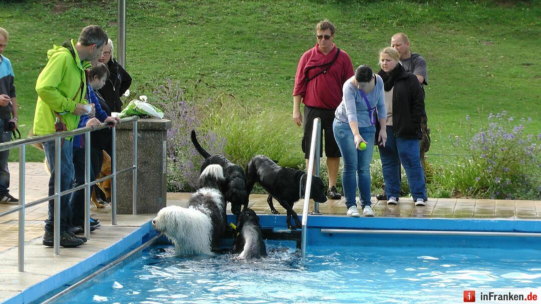 Hundebadetag im Freibad Eltmann