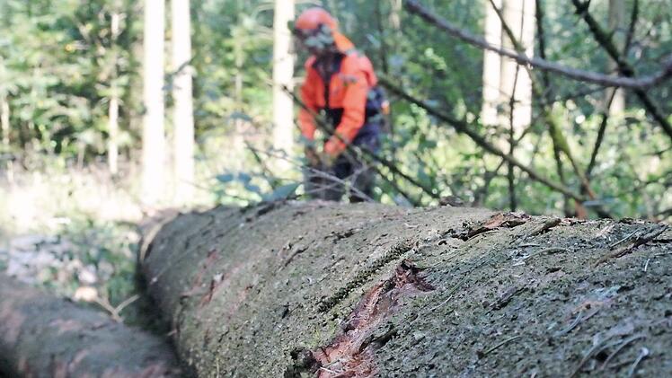 Schadensbegrenzung per Hand am Hang: Bei Haßfurt schuften Waldarbeiter in einem mit Borkenkäfern befallenen Fichtenbestand.