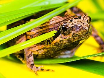 Einen kleinen Frosch hat ein Mann in seinem bei Aldi-Süd in Hallstadt (Landkreis Bamberg) gekauften Salat entdeckt. Mit einem Facebook-Post machte der Familienvater den Discounter auf den Fund aufmerksam. Symbolbild: Josch13/pixabay.com