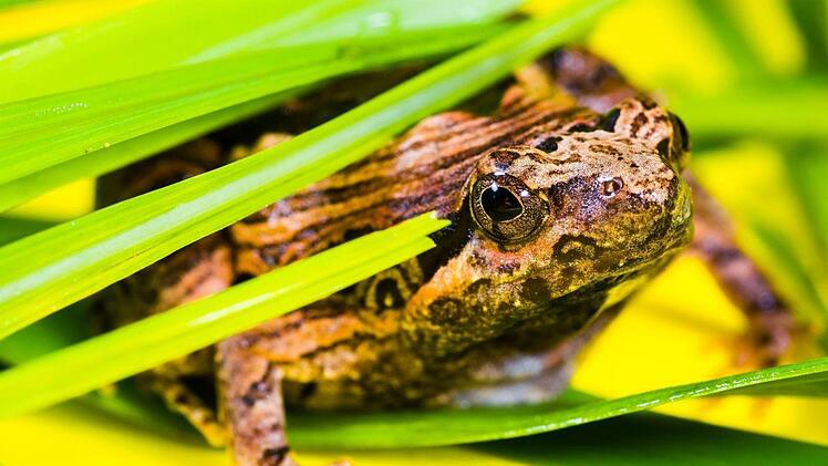 Einen kleinen Frosch hat ein Mann in seinem bei Aldi-Süd in Hallstadt (Landkreis Bamberg) gekauften Salat entdeckt. Mit einem Facebook-Post machte der Familienvater den Discounter auf den Fund aufmerksam. Symbolbild: Josch13/pixabay.com