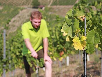 Die letzte Konsequenz für Winzer Lorenz Neder: Wasser in die Weinberge schaffen Foto: Carmen Schmitt