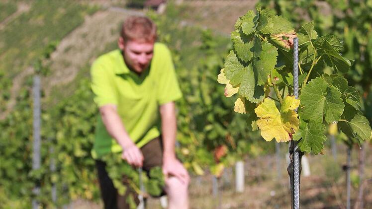 Die letzte Konsequenz für Winzer Lorenz Neder: Wasser in die Weinberge schaffen Foto: Carmen Schmitt