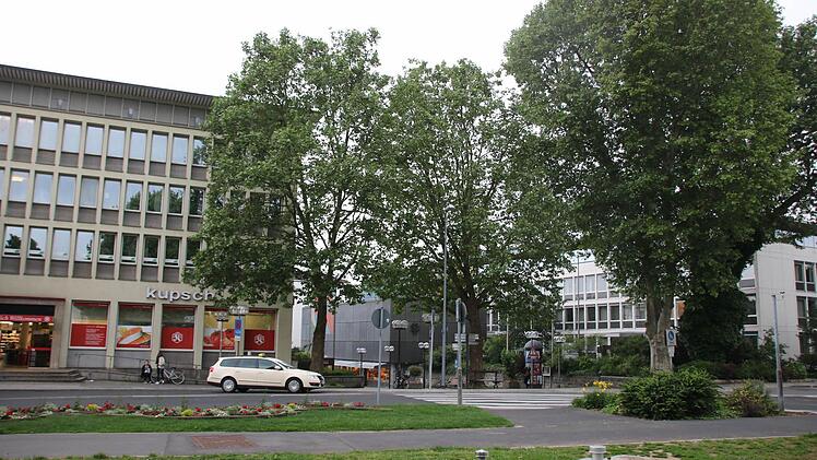 Blick auf die Platanen. Foto: Ralf Ruppert