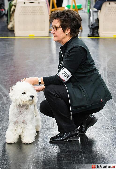 Internationale Rassehunde-Ausstellung «Cacib» in Nürnberg