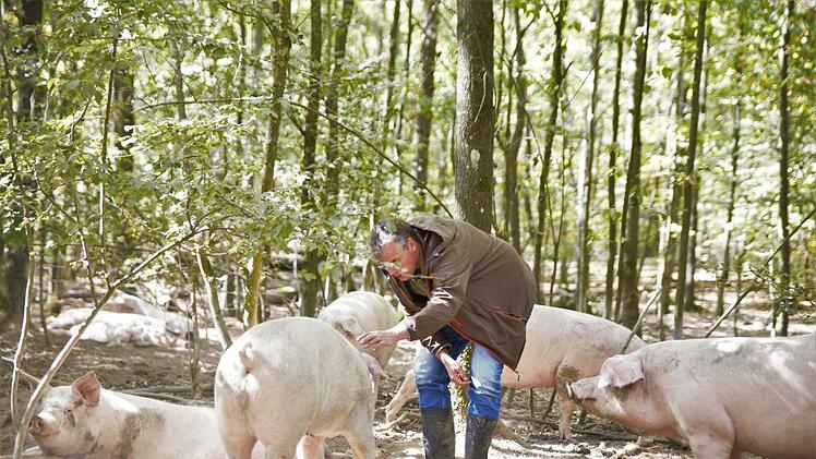 Maximal 250 Tiere leben auf 50 Hektar Waldfläche. Foto: Stephan Großmann