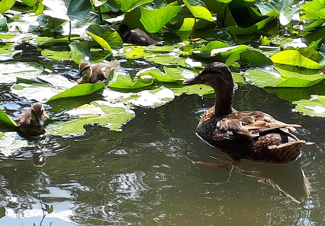 Die schönsten Fotos im August aus Haßfurt und Umgebung