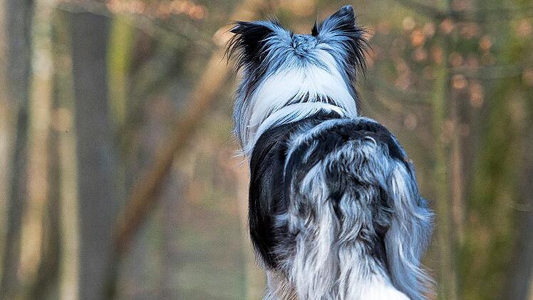 Freilaufende Hunde sind für Wildtiere - gerade im Winter oder während der Setzzeit - eine große Gefahr.