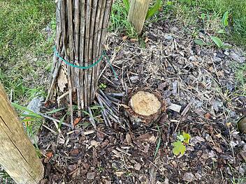 Unbekannte sägen mutwillig Birken auf Spielplatz ab - und klauen Baumkronen