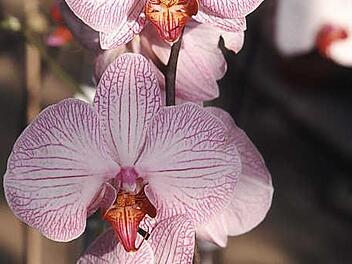 Orchideen bestechen durch ihre Blütenpracht.  Foto: CMA