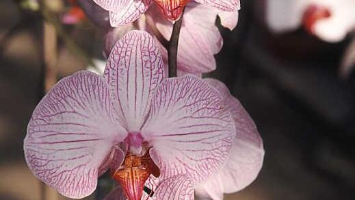 Orchideen bestechen durch ihre Blütenpracht.  Foto: CMA