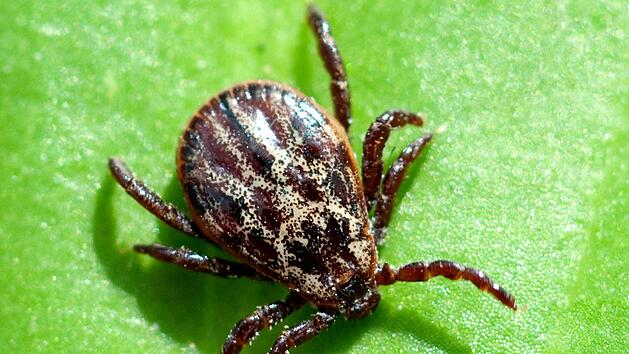 T&ouml;dliche Auwaldzecke: Hundemalaria und Borreliose