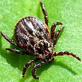 Tödliche Auwaldzecke: Hundemalaria und Borreliose