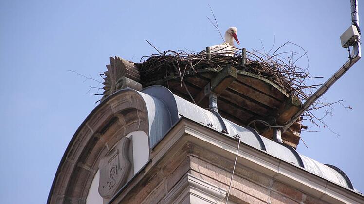 Der Horst auf dem alten Rathaus in Höchstadt