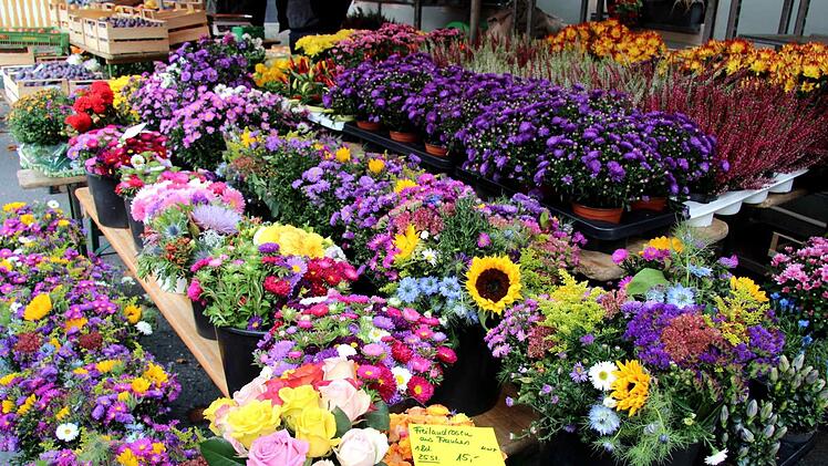 Der Herbst entfaltet seine ganze Blütenpracht.   Foto: Richard Sänger
