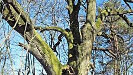 Dieser Baum soll wieder Naturdenkmal werden: die 500 Jahre alte Linde bei Breitenau.  Foto: S. Karl