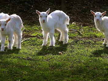 Zicklein genie&szlig;en die Sonne auf der Wiese. Symbolfoto. Foto: Karl-Josef Hildenbrand/dpa