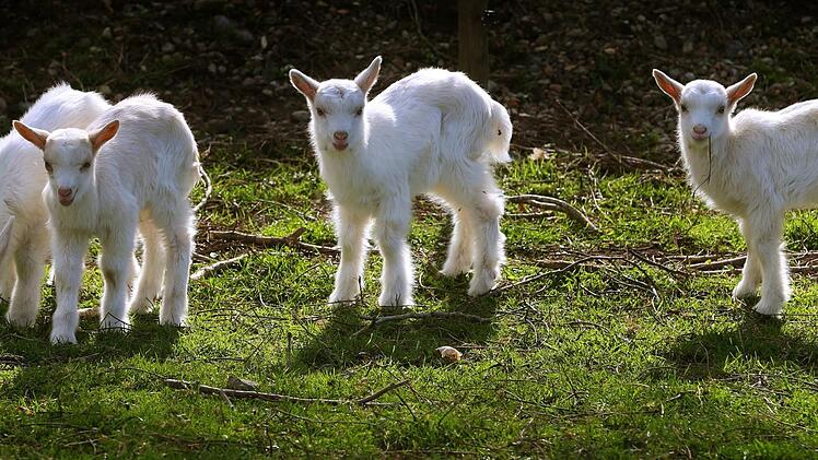 Zicklein genie&szlig;en die Sonne auf der Wiese. Symbolfoto. Foto: Karl-Josef Hildenbrand/dpa