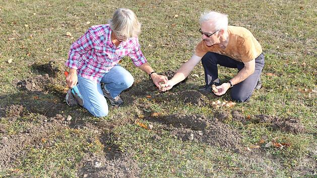 Klaus-Detlef und Heidrun Scherer stecken im Kurpark von Bad Rodach Narzissenzwiebeln in die Erde, die im kommenden Fr&uuml;hjahr in Form einer Sonne bl&uuml;hen sollen. Wolfgang Desombre