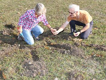 Klaus-Detlef und Heidrun Scherer stecken im Kurpark von Bad Rodach Narzissenzwiebeln in die Erde, die im kommenden Frühjahr in Form einer Sonne blühen sollen. Wolfgang Desombre