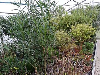 Die G&auml;rtnerei Hohe bietet empfindlichen K&uuml;belpflanzen ein optimales Winterquartier. Nun ist es an der Zeit, dass die Pflanzen nach Hause zur&uuml;ckkehren und den Sommer genie&szlig;en. Bild: G&auml;rtnerei Hohe