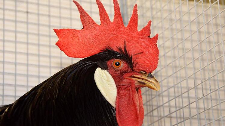 So sehen Sieger bei den "Schwarzen Italienern" aus: Ein feiner Hahn, in Größe, Farbe und Kammschnitt. Foto: Peter Rauch