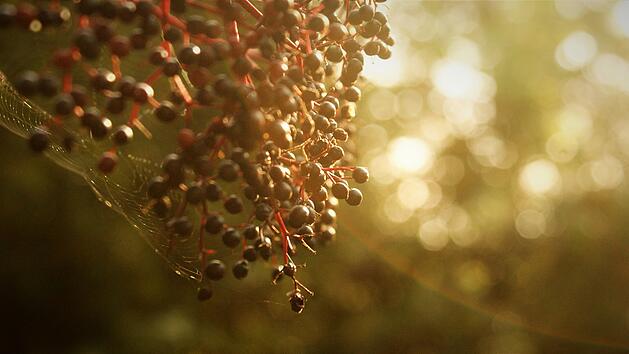 Holunderbeeren im Gegenlicht