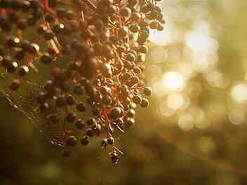 Holunderbeeren im Gegenlicht