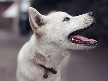Nachdem ein Mann in einem Biergarten in Unterfranken von einem fremden Hund gebissen wurde, rastete der Mann aus. Symbolfoto: pixabay.com/neet1004