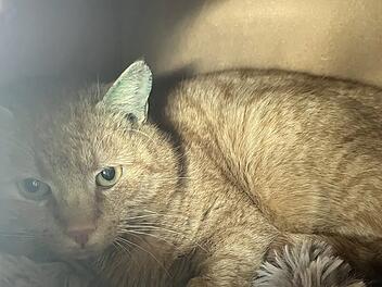 Tierheim Bamberg: Kater Ford sucht neues Zuhause - "findet Menschen seltsam"