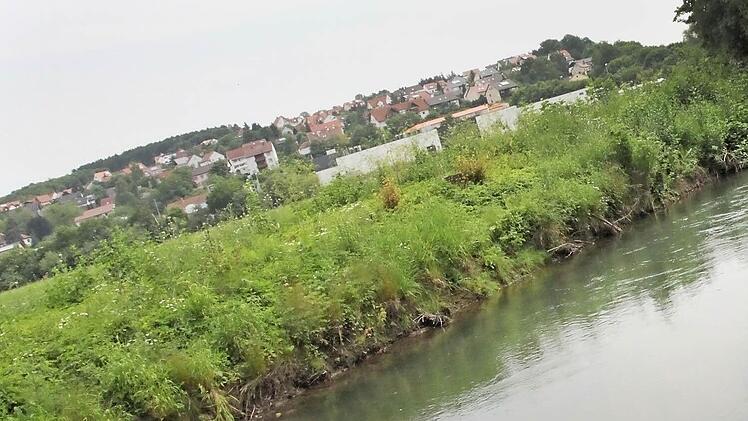 In der Unteren Au verläuft die Lauer seit den 70er Jahren in einem künstlich geschaffenen Bachbett. Das steile Ufer soll jetzt flache Uferzonen bekommen.