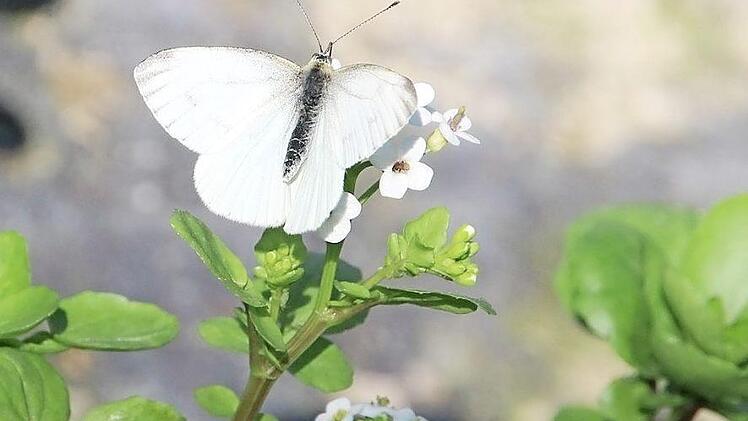 Dieser Schmetterling, ein Weißling, mag die Blüten der Brunnenkresse.
