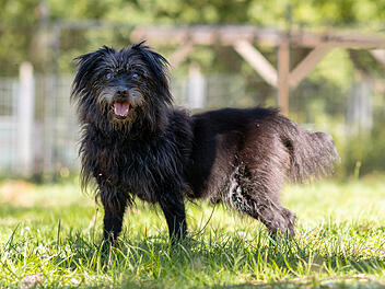Tierheim N&uuml;rnberg: Das ist die traurige Geschichte von Hunde-Opa Balou