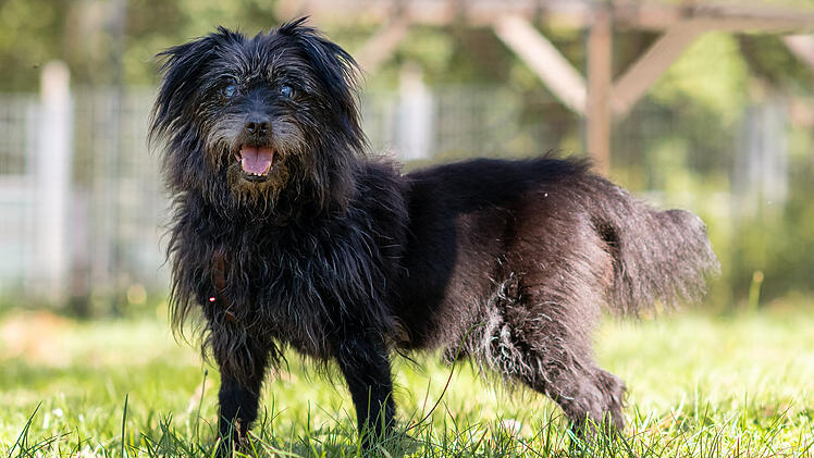 Tierheim N&uuml;rnberg: Das ist die traurige Geschichte von Hunde-Opa Balou