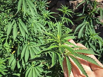 Cannabispflanzen sehen harmlos aus, aber das Rauschgift Cannabis ist es nicht. Die Droge ist gefährlich. Symbolfoto: Christopher Schulz/Archiv