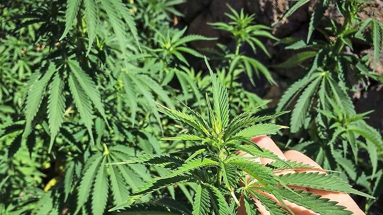 Cannabispflanzen sehen harmlos aus, aber das Rauschgift Cannabis ist es nicht. Die Droge ist gefährlich. Symbolfoto: Christopher Schulz/Archiv