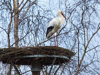Zeitiger Rückkehrer: Der Storch, der die vergangenen beiden Jahre auf dem Meschenbacher Schlot gebrütet hat, ist wieder im Coburger Land. Sollte das Wetter allerdings wieder schlechter werden, wird er seine Sommer-Heimat vorübergehend wieder verlassen. Foto: Hans Peter Schönecker