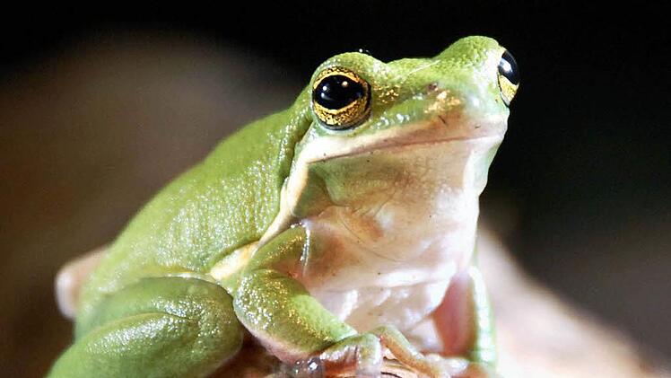 Laubfrosch Foto: dpa