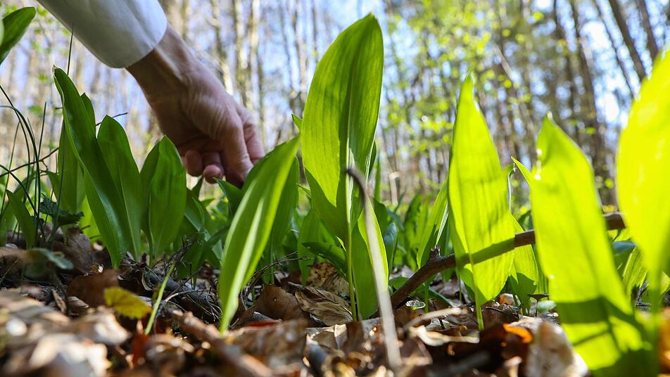 Frühlingszeit ist Bärlauchzeit: Der "Wald-Knoblauch" ist in der Küche gerne gesehen. Doch Vorsicht vor Verwechslung!  Foto: Barbara Herbst