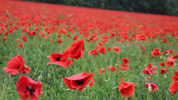 Ein Pracht in Rot. Foto: Sarah Dann