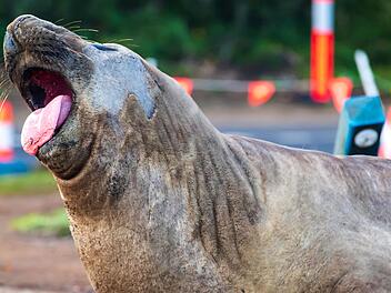 &laquo;Neil the Seal&raquo; in Tasmanien