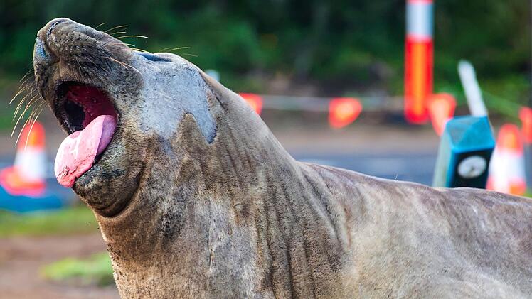 &laquo;Neil the Seal&raquo; in Tasmanien