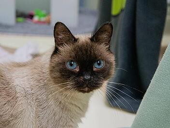 Tierheim Nürnberg: "Manchmal fehlen uns einfach nur die Worte" - Kater "Lucky" wird nach zwei Tagen zurückgebracht