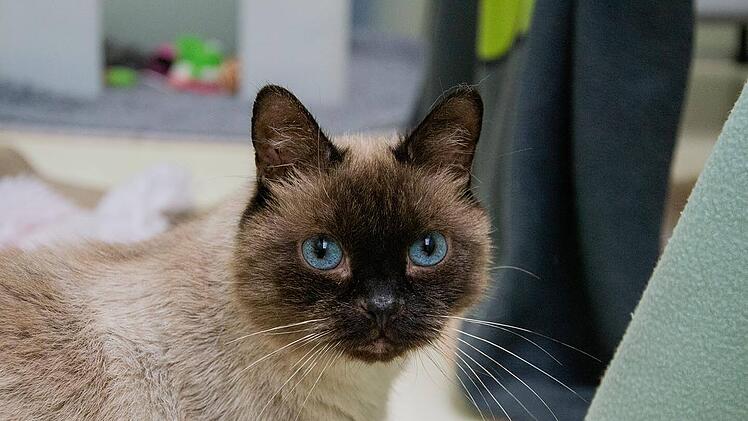 Tierheim Nürnberg: "Manchmal fehlen uns einfach nur die Worte" - Kater "Lucky" wird nach zwei Tagen zurückgebracht